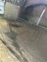 IMG_2305.jpeg