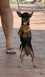 IMG_2365.jpeg