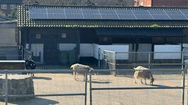 IMG_7842.jpeg