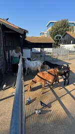 IMG_7849.jpeg