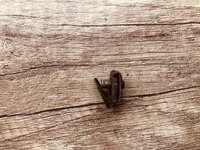 IMG_6269.jpeg