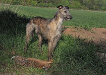 First hare May 2015.jpg First hare May 2015.jpg
