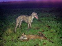 First fox Feb 2017.jpg First fox Feb 2017.jpg