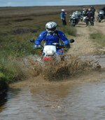 Pig in water jump 1.jpg