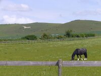 White horse tour.jpg