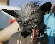 ugly_dog.jpg