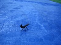 IMG_1577.jpg