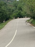 IMG_9574.jpeg