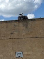 IMG_9175.jpeg