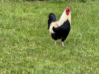 IMG_1911.jpeg IMG_1911.jpeg