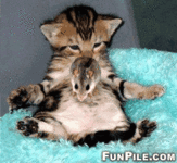 Boingg.gif