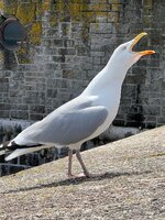 IMG_6182.jpeg IMG_6182.jpeg
