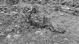 IMG_3077.jpeg