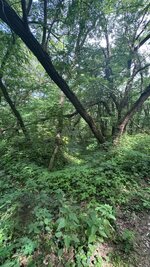 IMG_9450.jpeg