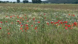 IMG_9500.jpeg
