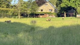 IMG_9825.jpeg