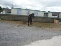 ireland 2008 115.jpg