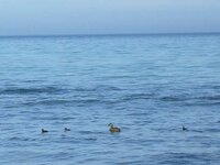 beach 029.jpg