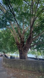 IMG_0289.jpeg IMG_0289.jpeg