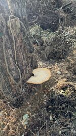 IMG_0989.jpeg