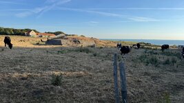 IMG_0993.jpeg