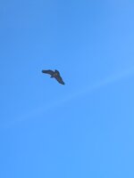 PXL_20260818_132315373.jpg