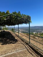 IMG_0943.jpeg