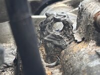 IMG_7387.jpeg