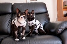 cow cats.jpeg