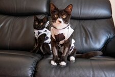 cow cats-2.jpeg
