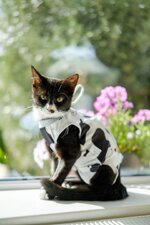 cow cats-4.jpeg