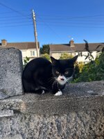IMG_7467.jpeg