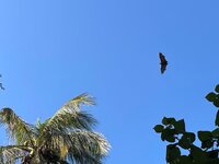 IMG_0988.jpeg