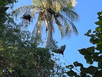 IMG_0987.jpeg