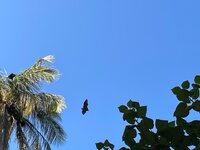 IMG_0986.jpeg