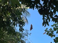 IMG_0981.jpeg