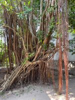 IMG_1175.jpeg