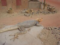 DSC03292.jpg
