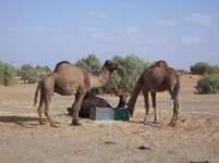 camels.JPG