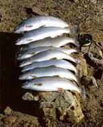 S trout2Falklands.jpg