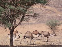 camels2.JPG