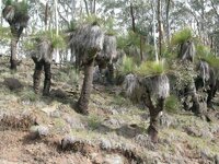 grass trees copy.jpg