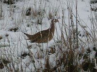 bird 2.jpg