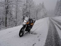 Black Forest 4.jpg