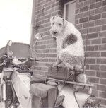 LE Velocette-Patch.jpg