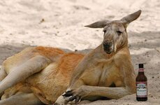 drunkkangaroo.jpg drunkkangaroo.jpg