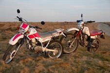 Resize of Resize of serow2.jpg
