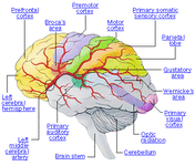 ama_brain_stroke_lev20_thebraineffectsstroke_01.gif
