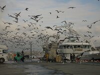 gulls.jpg