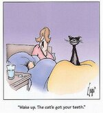 cat2.jpg